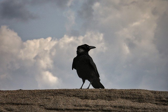 Free download animal sky cloud beach crow free picture to be edited with GIMP free online image editor