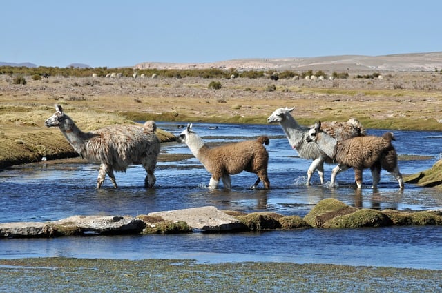 ດາວໂຫຼດສັດຟຣີ lama mammal species fauna free picture to be edited with GIMP free online image editor