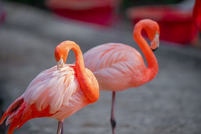 Free download animals landscape wild flamingos free picture to be edited with GIMP free online image editor
