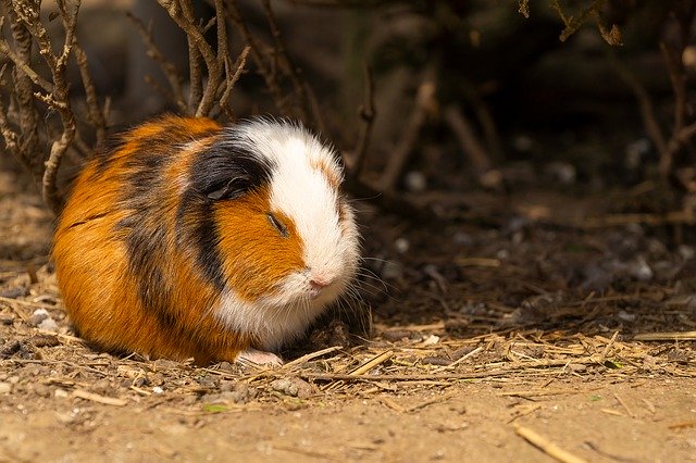 Bezpłatne pobieranie Animal Small Pet Sea - bezpłatne zdjęcie lub obraz do edycji za pomocą internetowego edytora obrazów GIMP