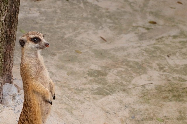 Kostenloser Download Animals Mammal Beast - kostenloses Foto oder Bild zur Bearbeitung mit GIMP Online-Bildbearbeitung