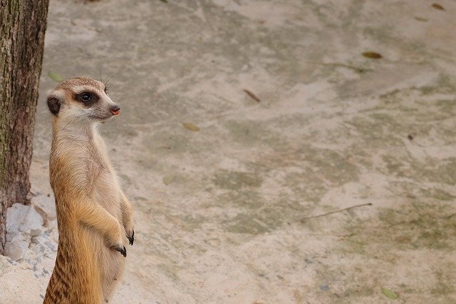 Muat turun percuma Animals Mammal Beast - foto atau gambar percuma untuk diedit dengan editor imej dalam talian GIMP