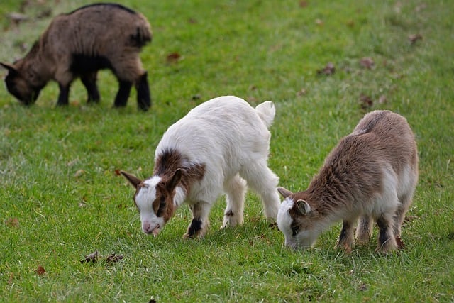 Free download animals mammals pasture species free picture to be edited with GIMP free online image editor