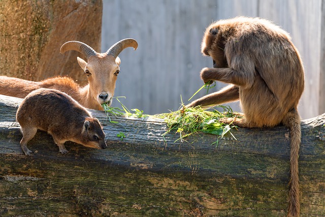 Free download animals mammals wildlife species free picture to be edited with GIMP free online image editor