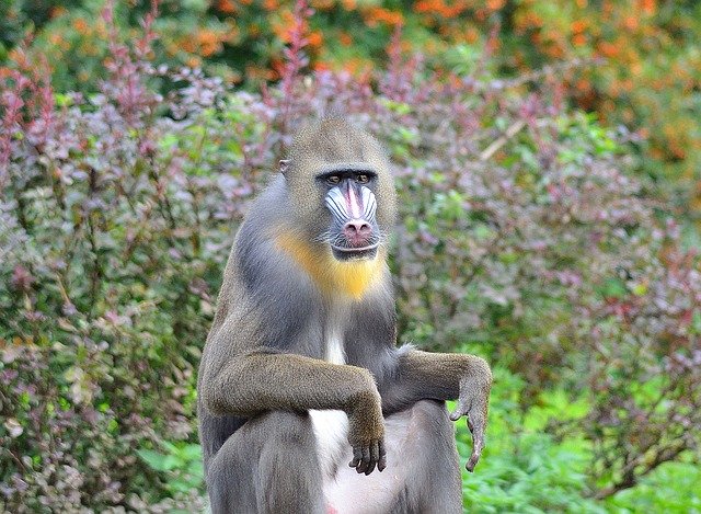 הורדה חינם Animals Monkey - תמונה או תמונה בחינם לעריכה עם עורך התמונות המקוון GIMP