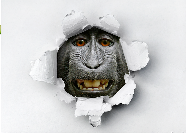 Free picture Animals Monkey Funny -  to be edited by GIMP free image editor by OffiDocs