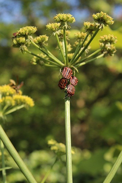 Téléchargement gratuit Animals Nature Animal World Knight - photo ou image gratuite à éditer avec l'éditeur d'images en ligne GIMP