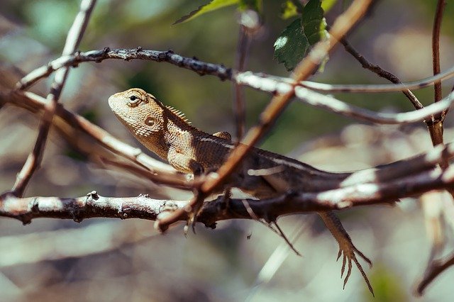 Téléchargement gratuit de Animaux Nature Naturel - photo ou image gratuite à modifier avec l'éditeur d'images en ligne GIMP