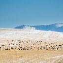 Animals on the steppe  screen for extension Chrome web store in OffiDocs Chromium