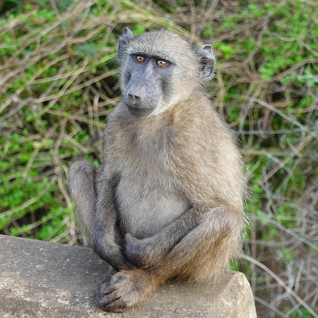 Kostenloser Download Tier Südafrika Affe Kostenloses Bild, das mit GIMP kostenloser Online-Bildbearbeitung bearbeitet werden kann