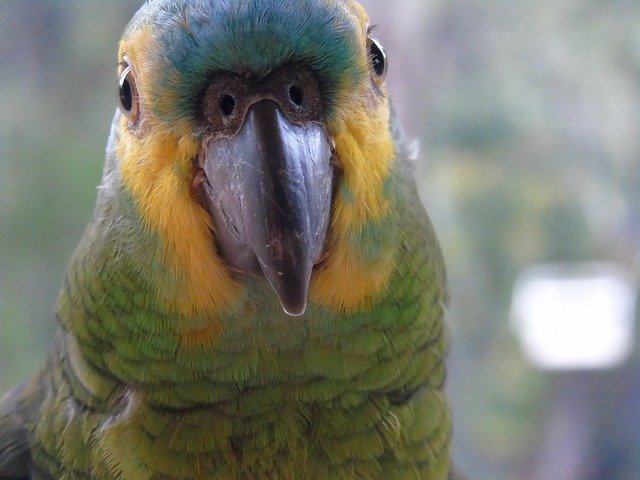 GIMP çevrimiçi resim düzenleyici ile düzenlenecek ücretsiz Hayvanlar Papağan ücretsiz fotoğraf şablonu