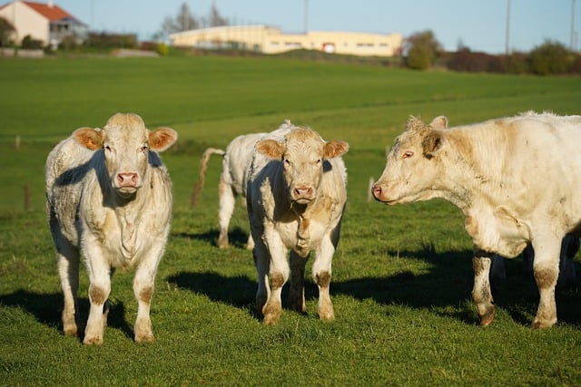 Téléchargement gratuit d'espèces animales faune laine mammifère image gratuite à éditer avec l'éditeur d'images en ligne gratuit GIMP