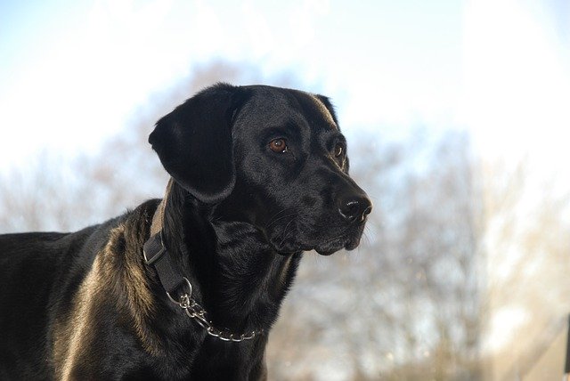 Free download Animals Pets Dogs Black -  free photo or picture to be edited with GIMP online image editor