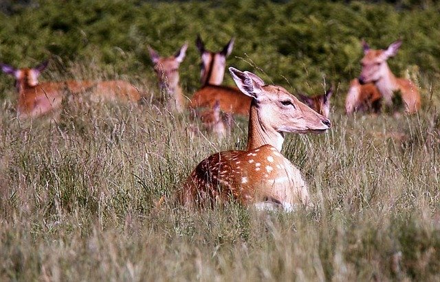 Free download Animals Pets Nature -  free photo or picture to be edited with GIMP online image editor