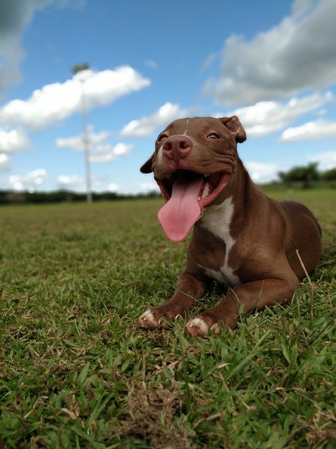 Ücretsiz indir Animals Pet South America - GIMP çevrimiçi resim düzenleyici ile düzenlenecek ücretsiz fotoğraf veya resim