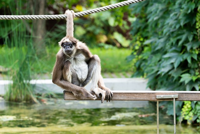 Free download animal spider monkey ape fur free picture to be edited with GIMP free online image editor