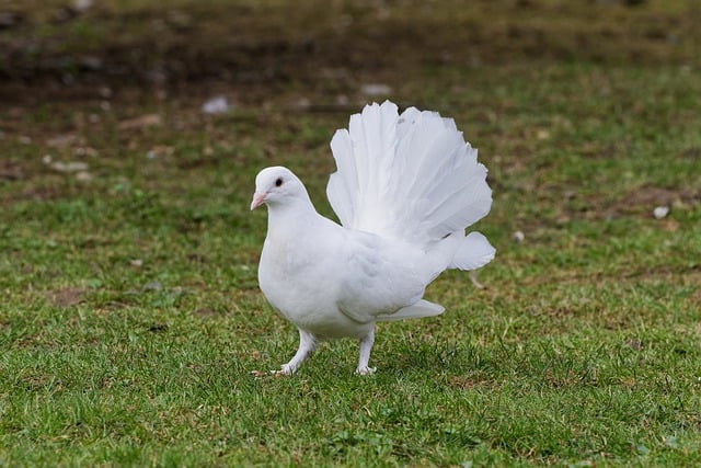 Free download animals pigeon white bird beauty free picture to be edited with GIMP free online image editor