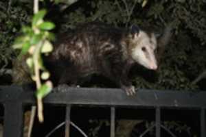 Free download Animals, Possums, Canon Rebel XS, Sarasota FL, 2012-19 free photo or picture to be edited with GIMP online image editor