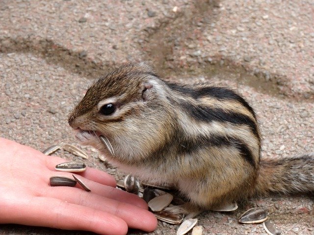 Animal Squirrel Chipmunk de download gratuito - foto ou imagem grátis para ser editada com o editor de imagens online GIMP