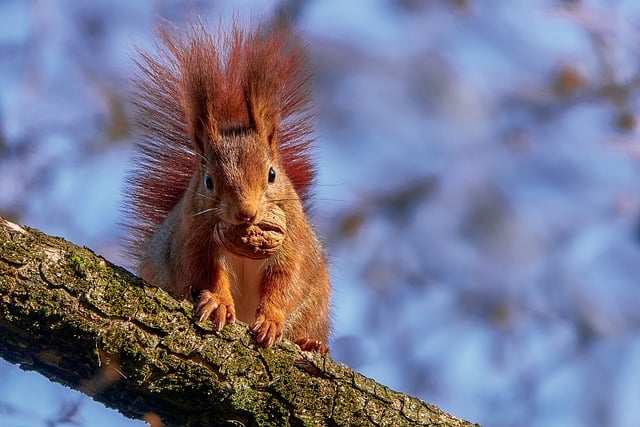 Free download animal squirrel mammal rodent fur free picture to be edited with GIMP free online image editor