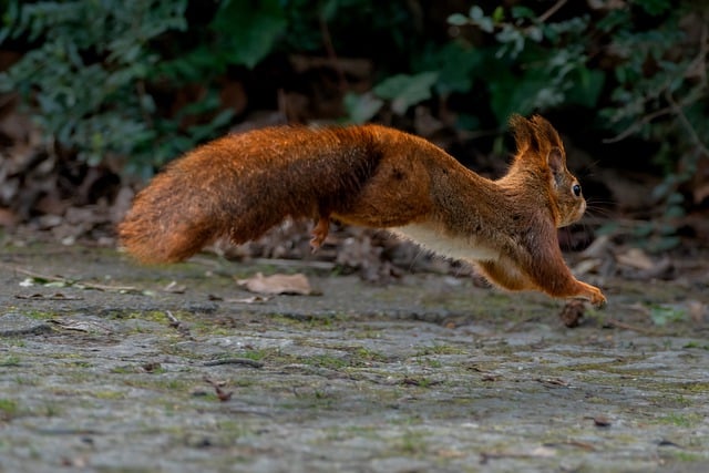 Free download animal squirrel red squirrel mammal free picture to be edited with GIMP free online image editor