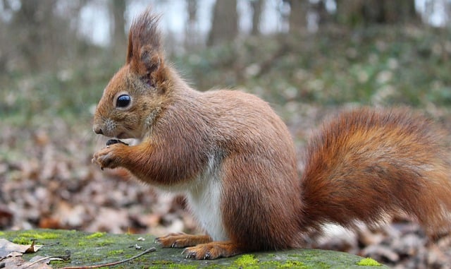Free download animal squirrel rodent mammal free picture to be edited with GIMP free online image editor