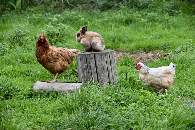 김프 무료 온라인 이미지 편집기로 편집할 수 있는 동물 토끼 수탉 닭 암탉 무료 사진을 무료로 다운로드하세요.