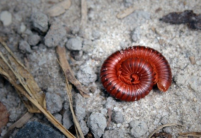 Bezpłatne pobieranie Animals Reptiles Macro - bezpłatne zdjęcie lub obraz do edycji za pomocą internetowego edytora obrazów GIMP