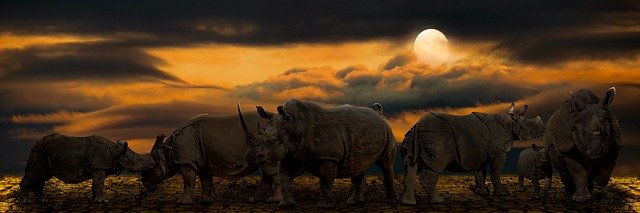 Template Photo Animals Rhino Africa -  for OffiDocs