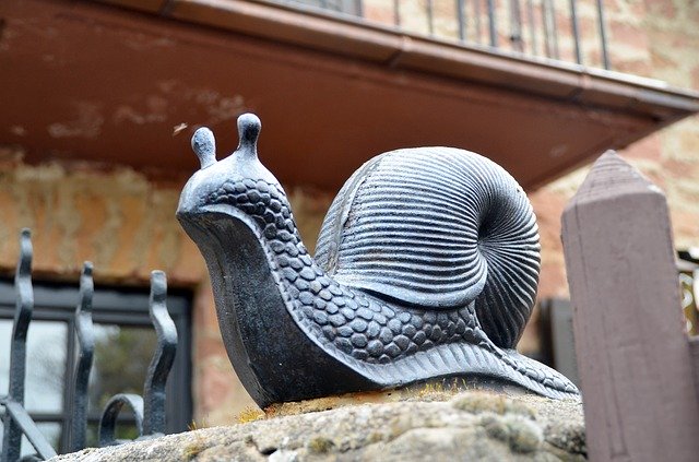 Free download Animals Snail Mollusk -  free photo or picture to be edited with GIMP online image editor