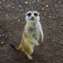 Animals stand on two legs  screen for extension Chrome web store in OffiDocs Chromium