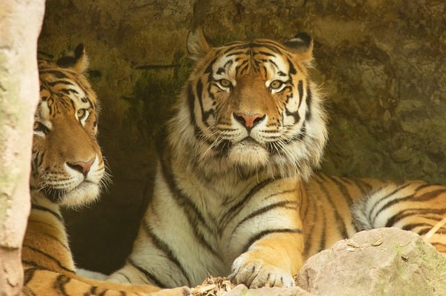 Free download animals tiger predator mammal free picture to be edited with GIMP free online image editor