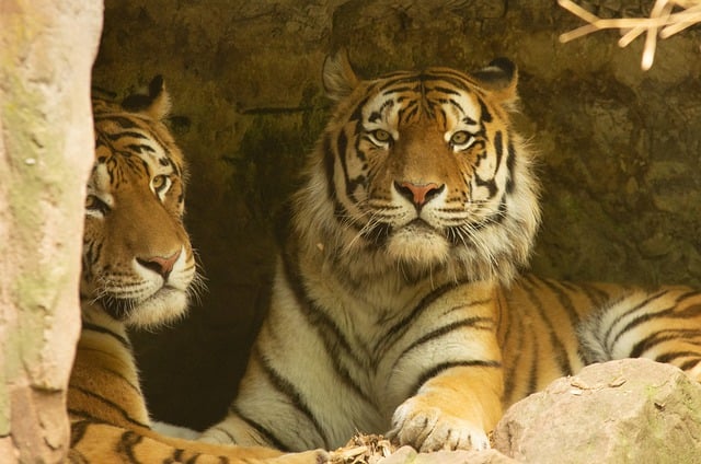 Free download animals tigers cave nature free picture to be edited with GIMP free online image editor