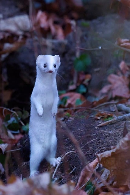 Free download animal stoat mammal species fauna free picture to be edited with GIMP free online image editor