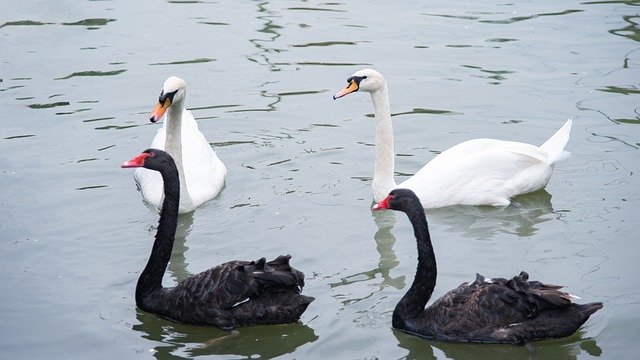 Descărcare gratuită Animal Swan Goose - fotografie sau imagini gratuite pentru a fi editate cu editorul de imagini online GIMP