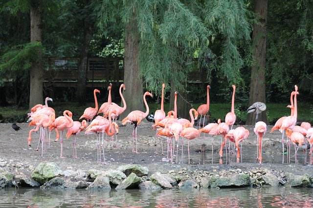 Скачать бесплатно Animals Zoo Beauval - бесплатное фото или изображение для редактирования с помощью онлайн-редактора изображений GIMP