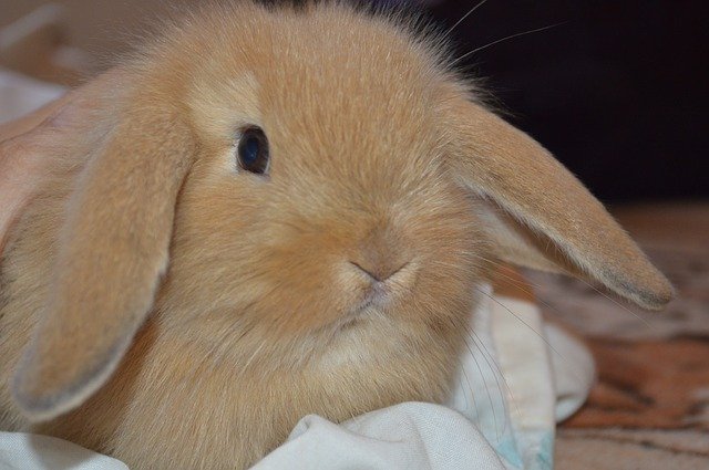 Free download Animal Tenderness Animals -  free photo or picture to be edited with GIMP online image editor