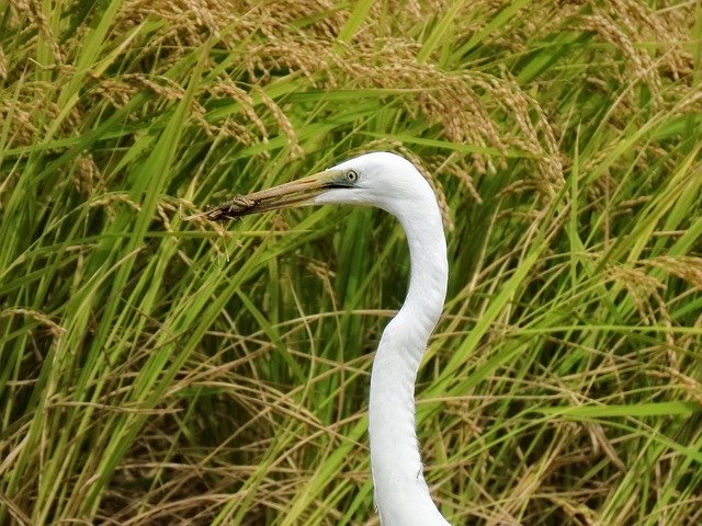 Free download Animal The Countryside YamadaS -  free photo or picture to be edited with GIMP online image editor