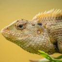 ANIMAL THEME  screen for extension Chrome web store in OffiDocs Chromium