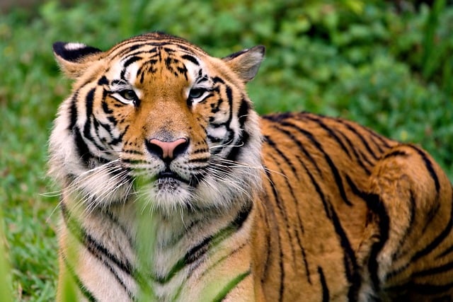 Free graphic animal tiger mammal species fauna to be edited by GIMP free image editor by OffiDocs