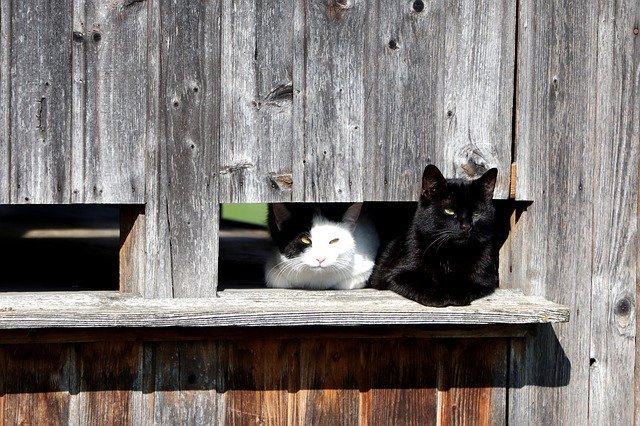 Free download Animal Tired Domestic Cat -  free photo or picture to be edited with GIMP online image editor