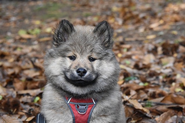 Free download animal toudou eurasier dog free picture to be edited with GIMP free online image editor