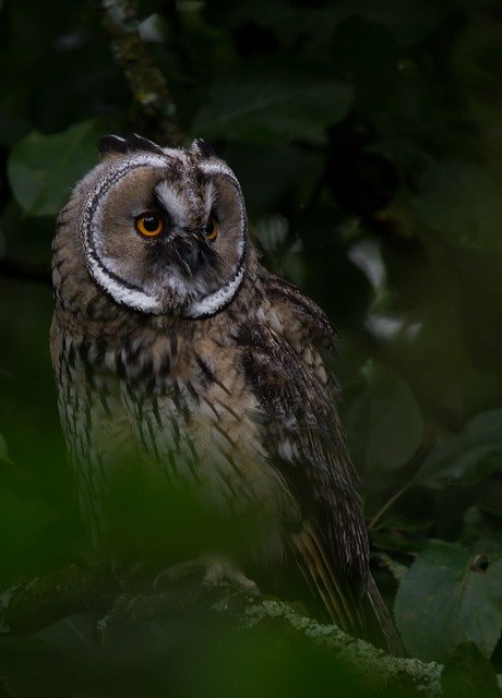 Bezpłatne pobieranie Animal Vertebrate Bird - darmowe zdjęcie lub obraz do edycji za pomocą internetowego edytora obrazów GIMP