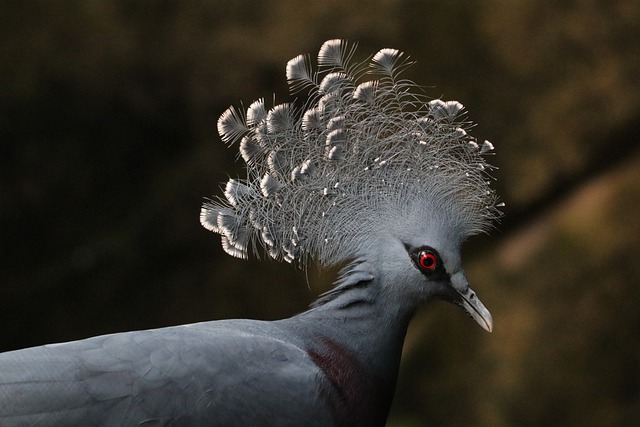 Free download animal victoria crowned pigeon bird free picture to be edited with GIMP free online image editor