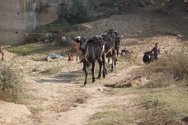 Free download animal village nature cow mammal free picture to be edited with GIMP free online image editor