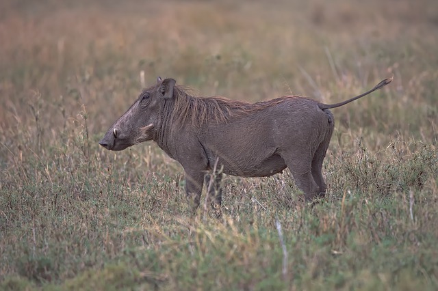 Free download animal warthog mammal species free picture to be edited with GIMP free online image editor