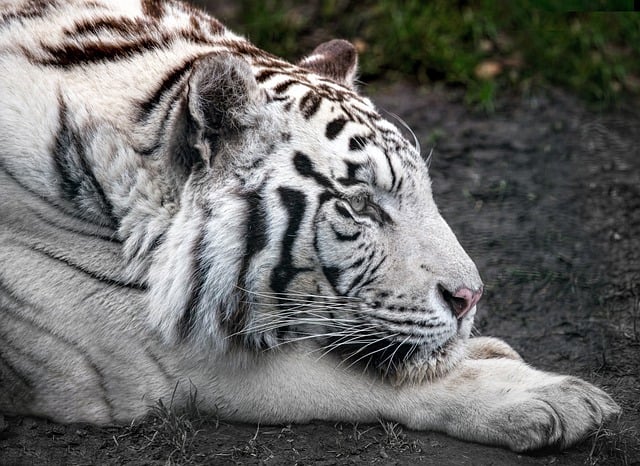 Free download animal white tiger tiger mammal free picture to be edited with GIMP free online image editor