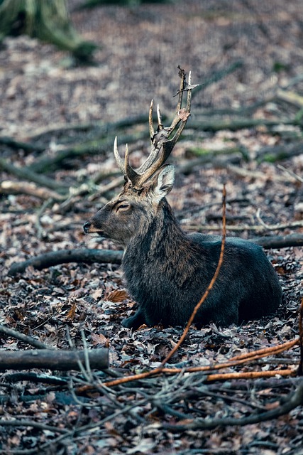 Free download animal wild antler deer nature free picture to be edited with GIMP free online image editor