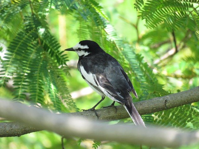 Free download Animal Wild Birds Little Bird High -  free photo or picture to be edited with GIMP online image editor