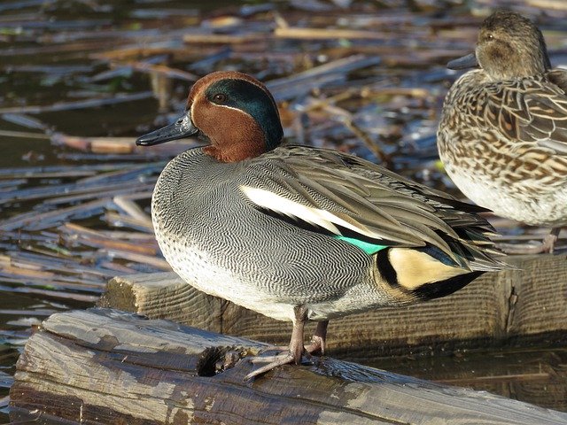 Descărcare gratuită Animal Wild Birds Waterfowl - fotografie sau imagini gratuite pentru a fi editate cu editorul de imagini online GIMP